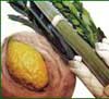 Lulav and Etrog Order Form